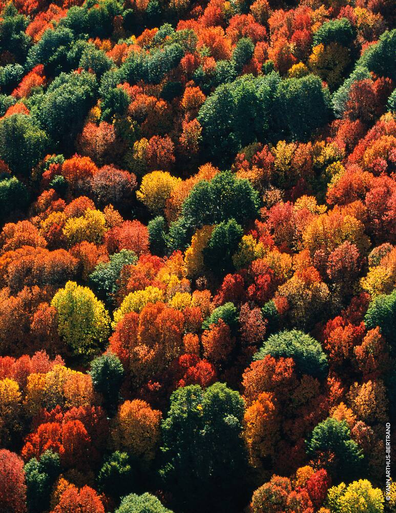 rinascente Guerlain Aqua Allegoria Rosa Palissandro Forte Eau de Parfum