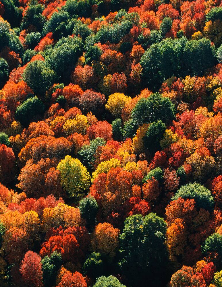 rinascente Guerlain Aqua Allegoria Oud Yuzu Forte Eau de Parfum