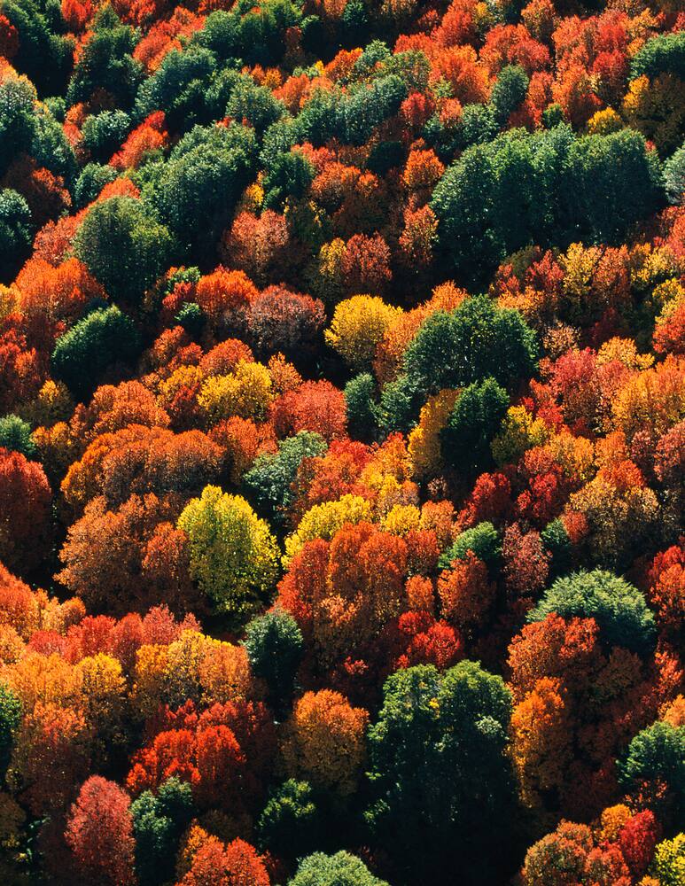 rinascente Guerlain Aqua Allegoria Rosa Palissandro Forte Eau de Parfum