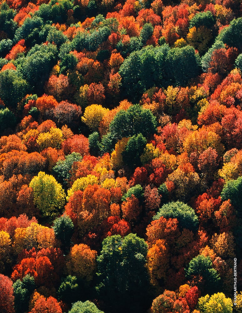 rinascente Guerlain Aqua Allegoria Oud Yuzu Forte Eau de Parfum