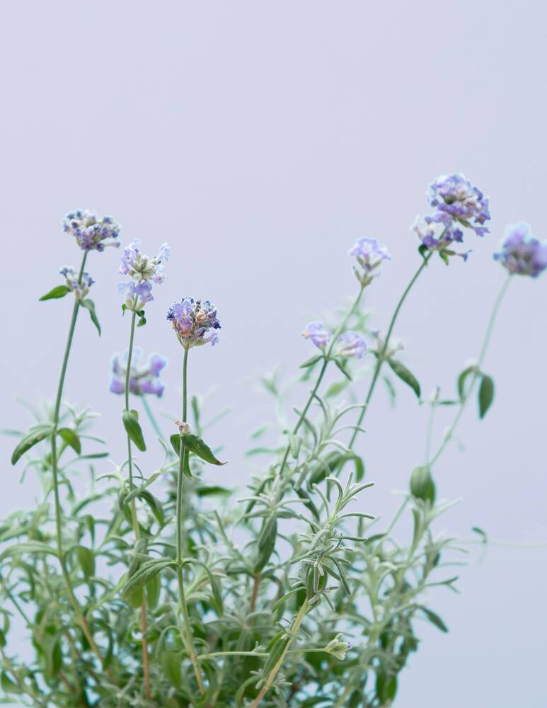 rinascente Prêt à Pousser Lavender Pod - Multi