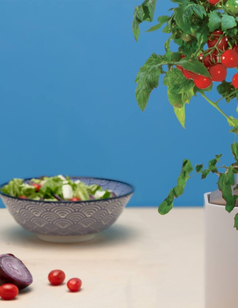 rinascente Prêt à Pousser Mini Pomodori Capsula - Multicolor