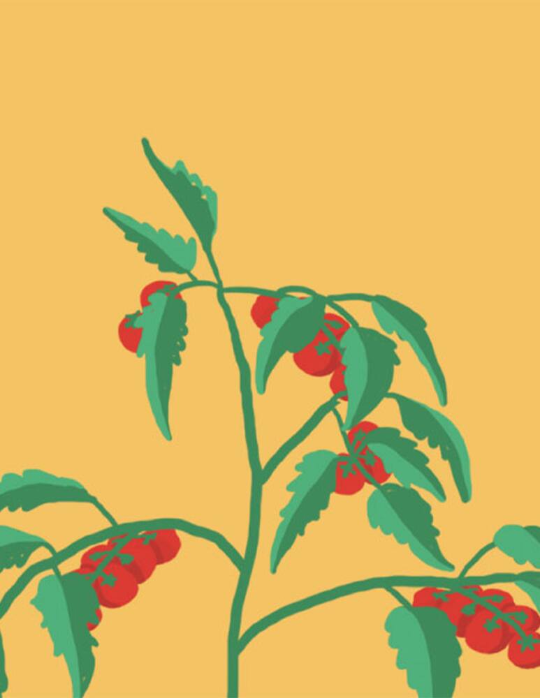 rinascente Prêt à Pousser Mini Pomodori Capsula - Multicolor