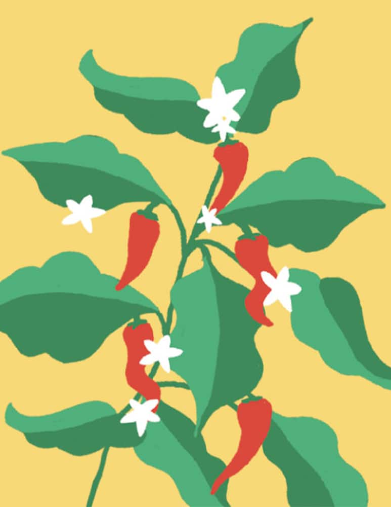 rinascente Prêt à Pousser Mini Peperoncini Capsula - Multicolor