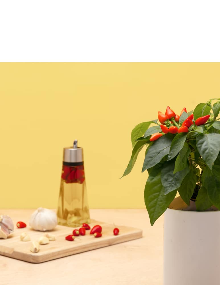 rinascente Prêt à Pousser Mini Peperoncini Capsula - Multicolor