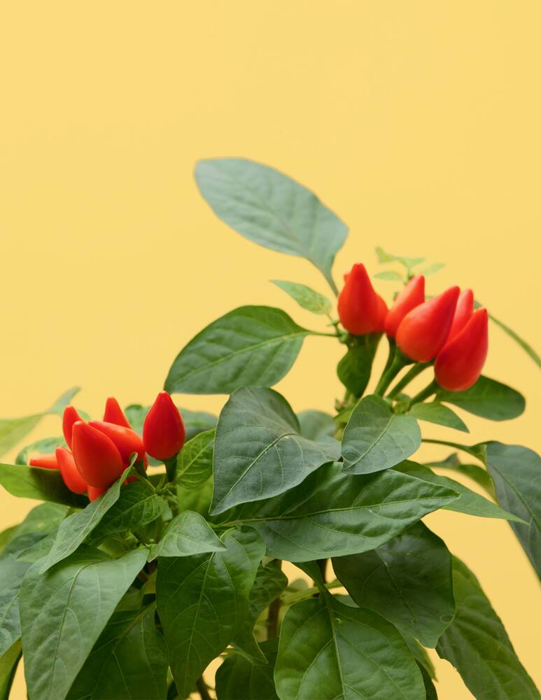 rinascente Prêt à Pousser Mini Peperoncini Capsula - Multicolor