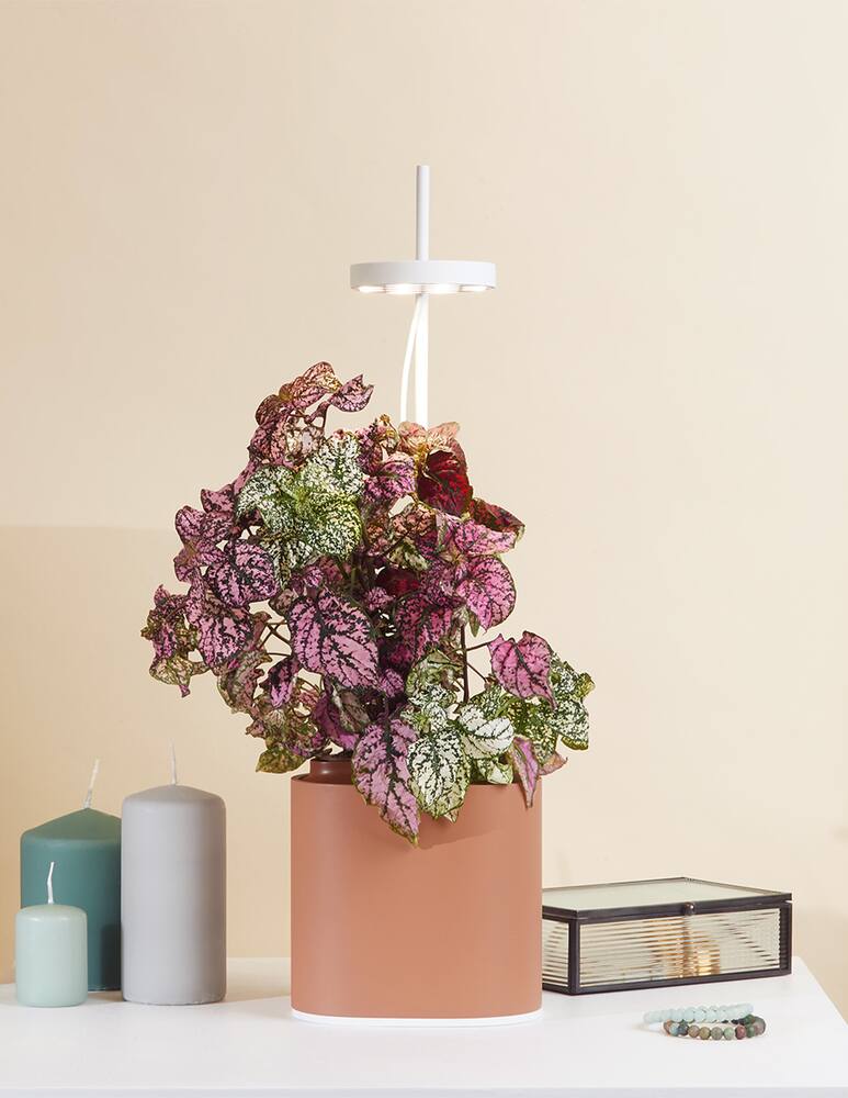 rinascente Prêt à Pousser Nano Garden The Connected Indoor Mini-Garden - Red