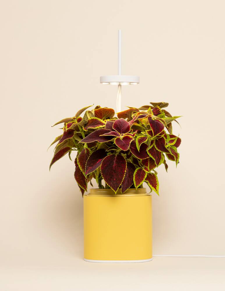 rinascente Prêt à Pousser Nano Garden The Connected Indoor Mini-Garden - Giallo