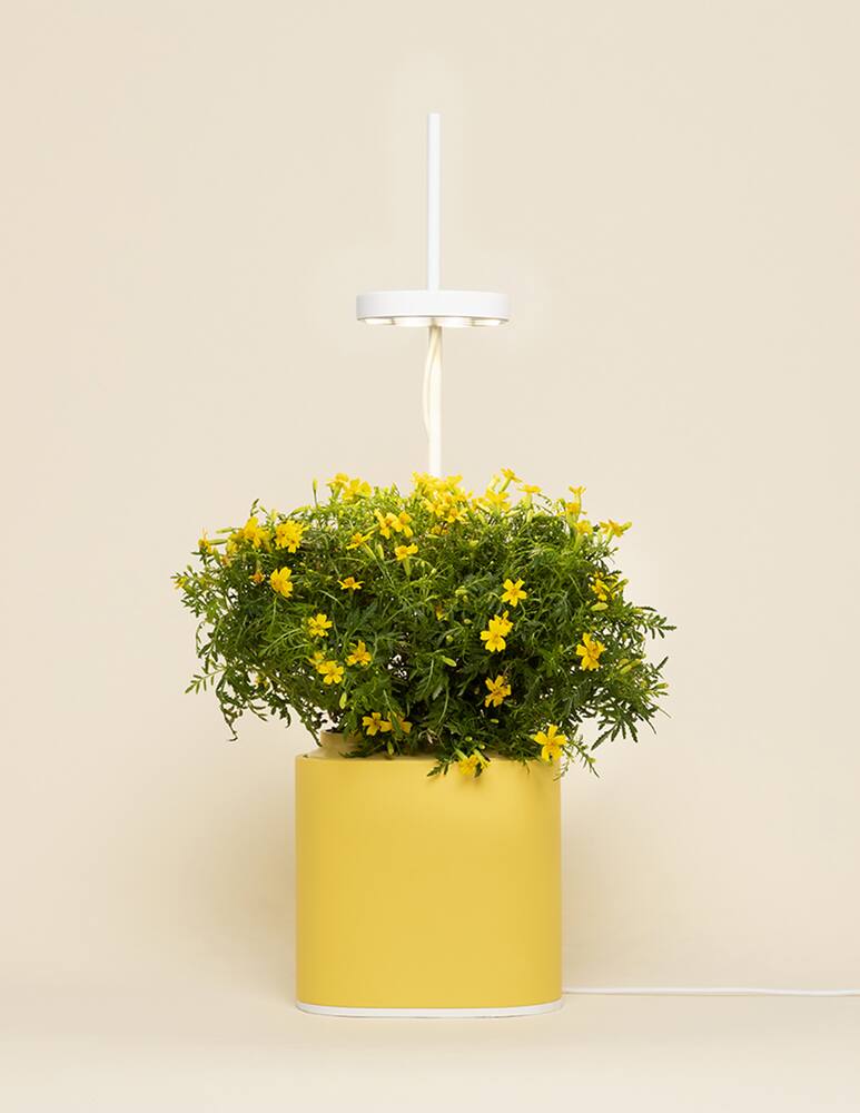 rinascente Prêt à Pousser Nano Garden The Connected Indoor Mini-Garden - Giallo