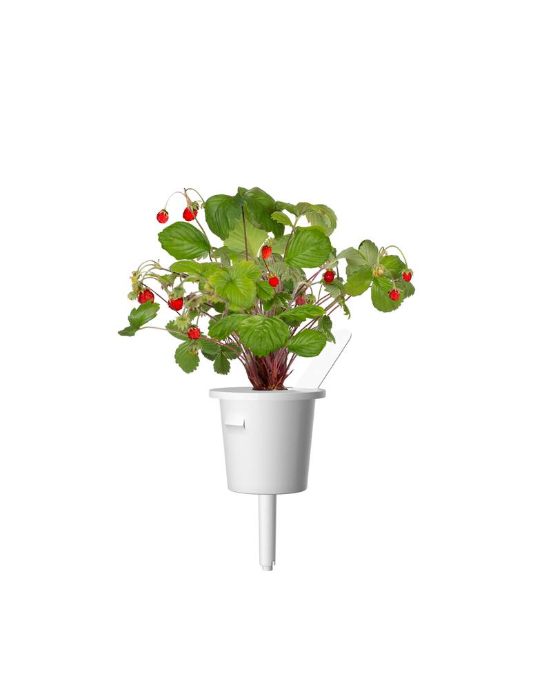 rinascente Click&Grow Ricarica  3 Pods Fragolina Selvatica - Bianco