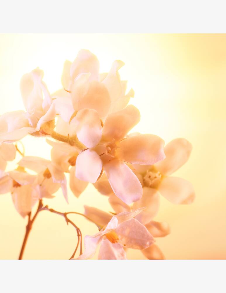 rinascente Charlotte Tilbury Joyphoria Edp