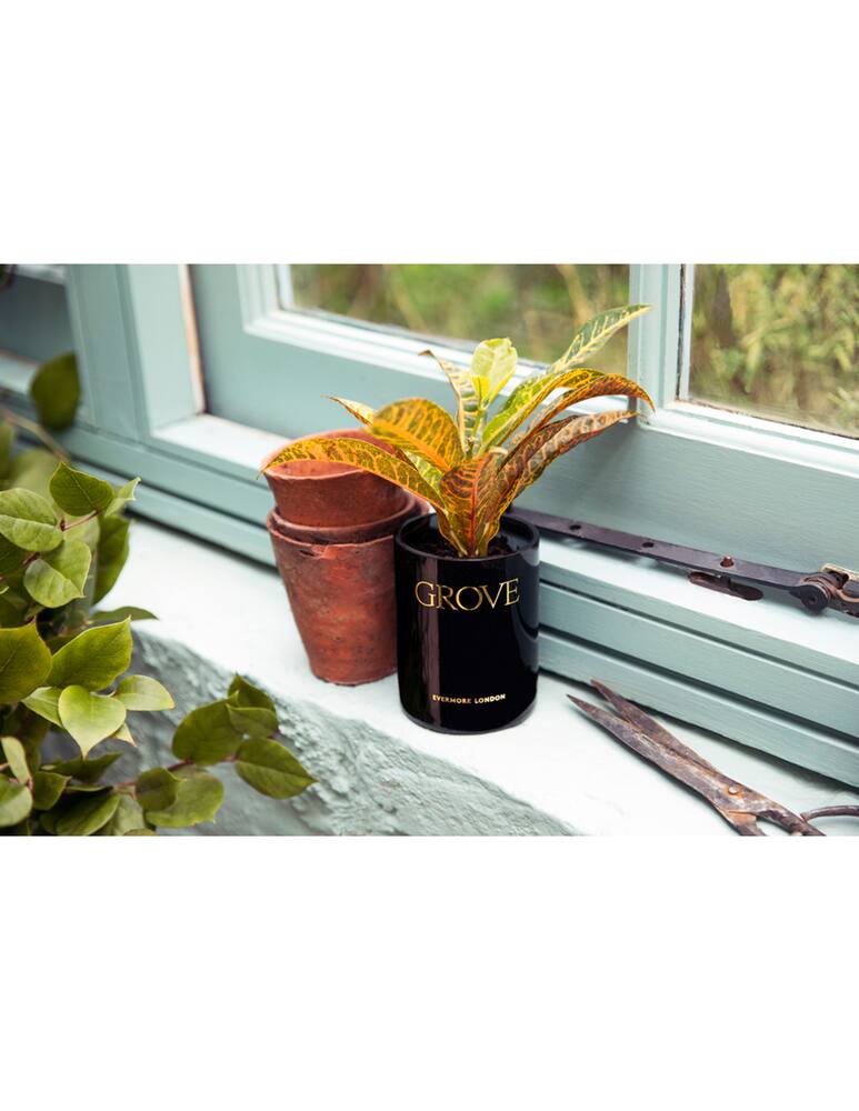 rinascente Evermore London Grove Earth & Aged Pine Rapeseed & Candela 300g