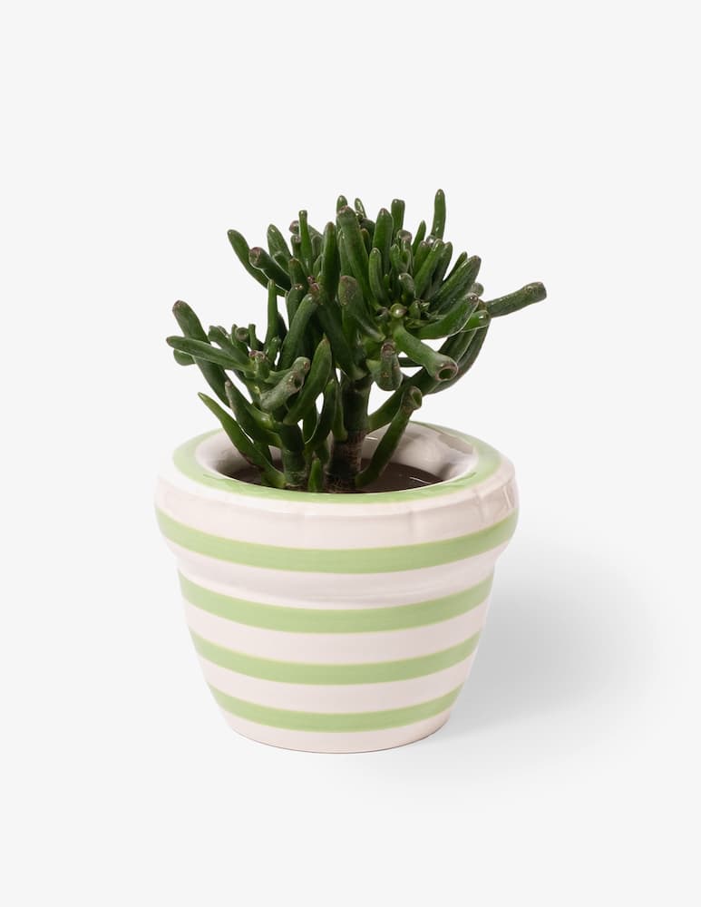 rinascente Home Studyo Vaso Piccolo Louis Stripes
