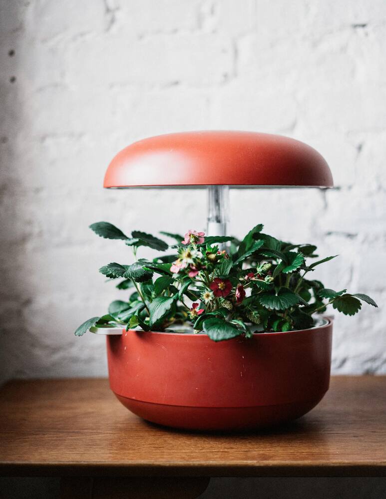 rinascente Plantui 6 Smart Garden