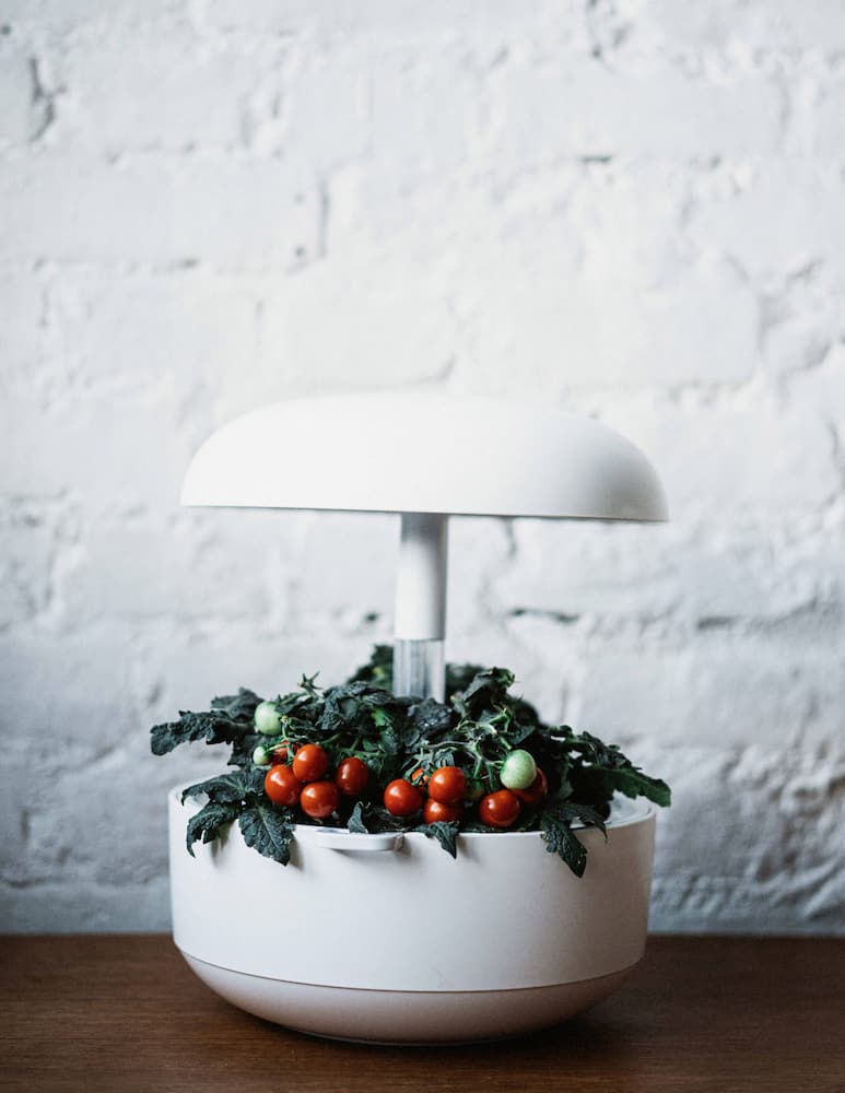 rinascente Plantui Cherry Tomato Venus capsule pack 