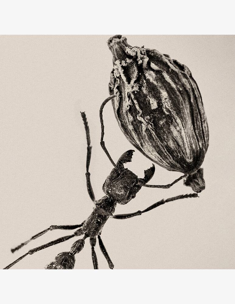 rinascente Byredo Desert Dawn Eau de Parfum