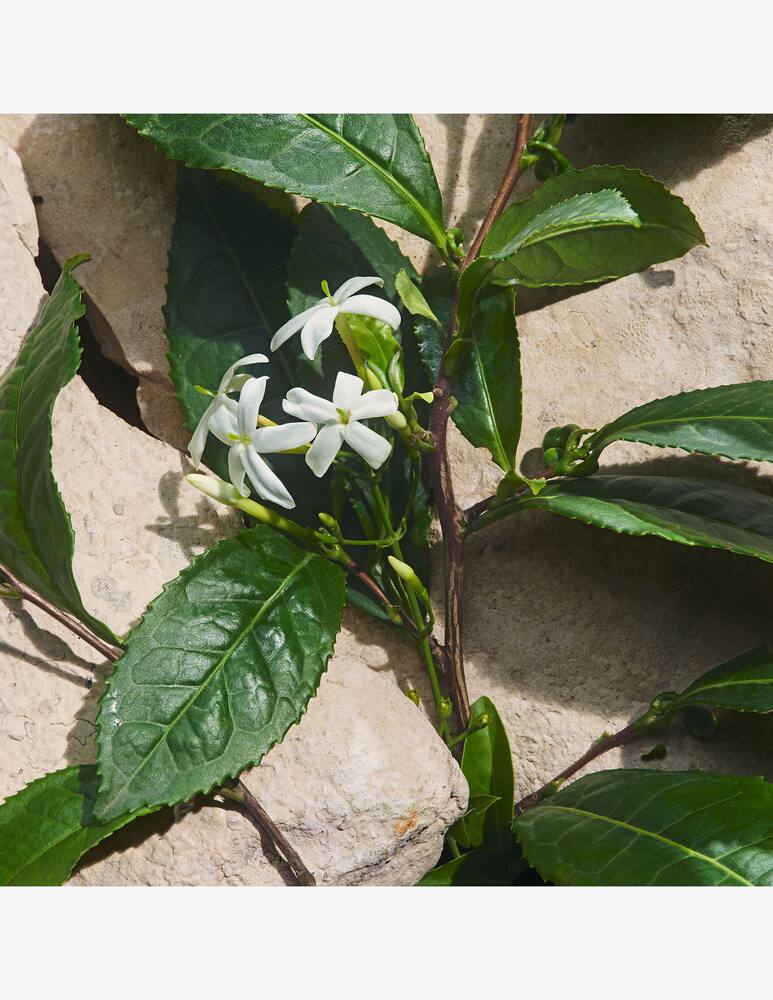 rinascente Dolce & Gabbana Light Blue Capri In Love Eau de Parfum