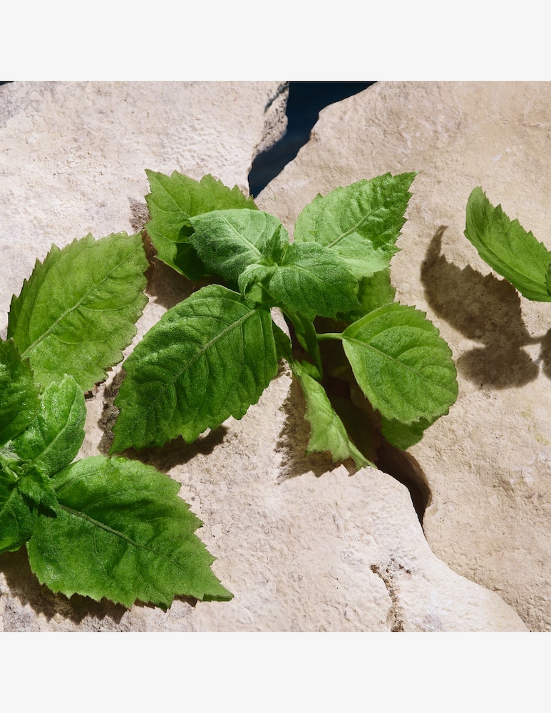 rinascente Dolce & Gabbana Light Blue Capri In Love Pour Homme Eau de Parfum