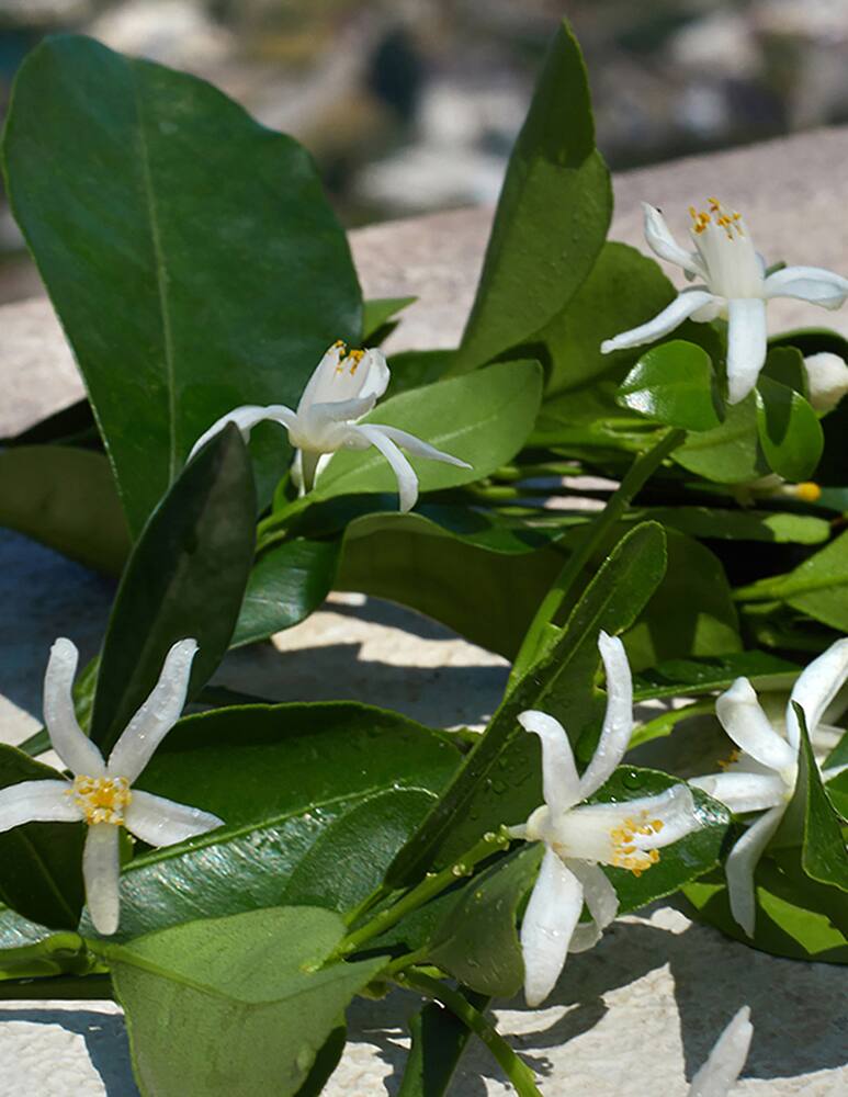 rinascente Dolce & Gabbana Devotion Eau de Parfum