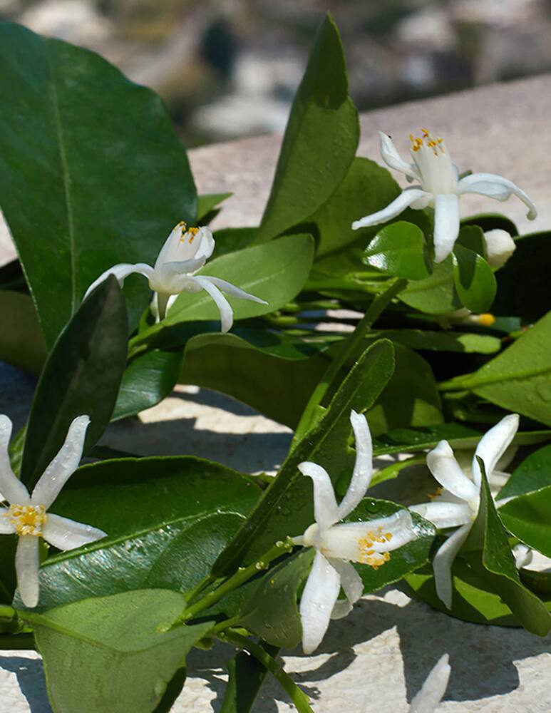 rinascente Dolce & Gabbana Devotion Eau de Parfum