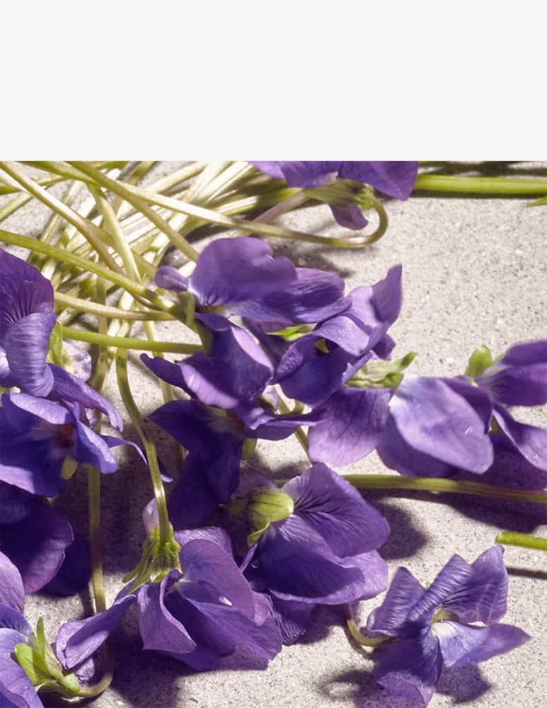 Dolce & Gabbana Dolce Violet Eau de Toilette - picture 3 Dolce & Gabbana Dolce Violet Eau de Toilette - picture 3