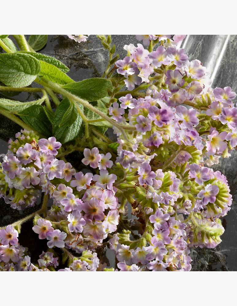 rinascente Dolce & Gabbana Q by Dolce&Gabbana Eau de Parfum Intense