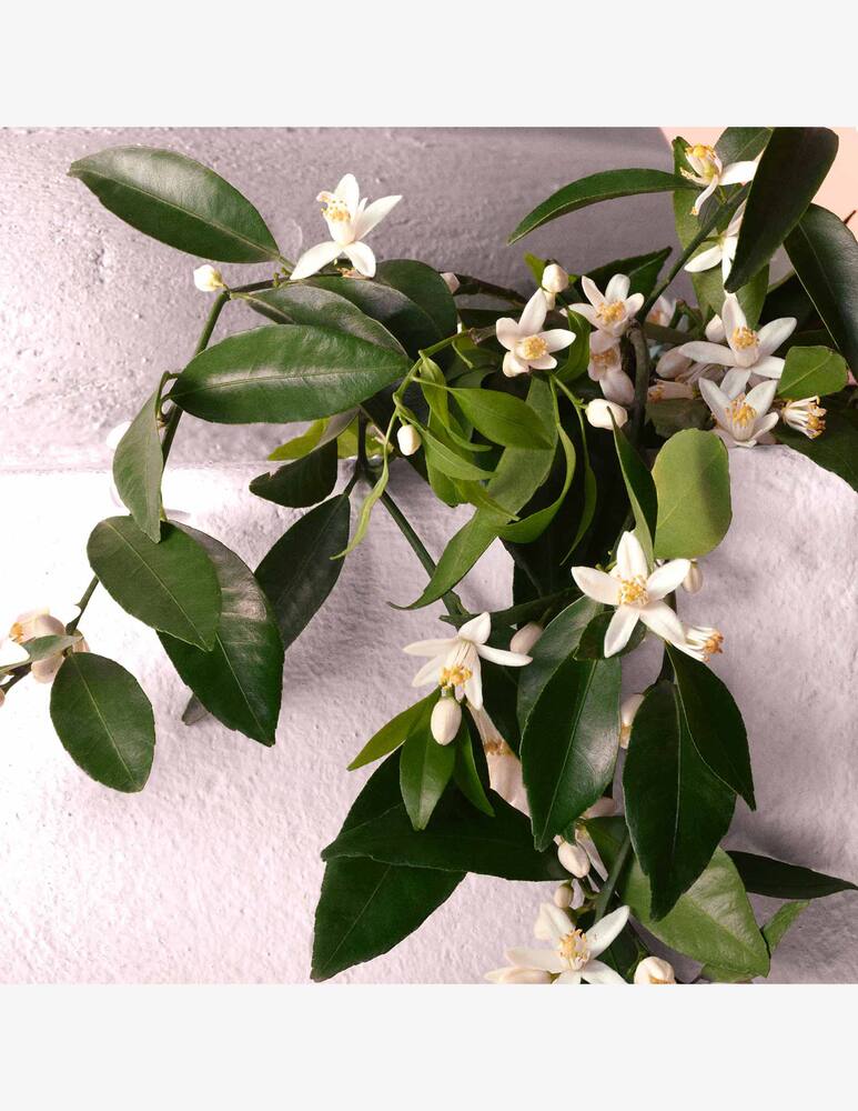 rinascente Dolce & Gabbana Devotion Eau de Parfum Intense