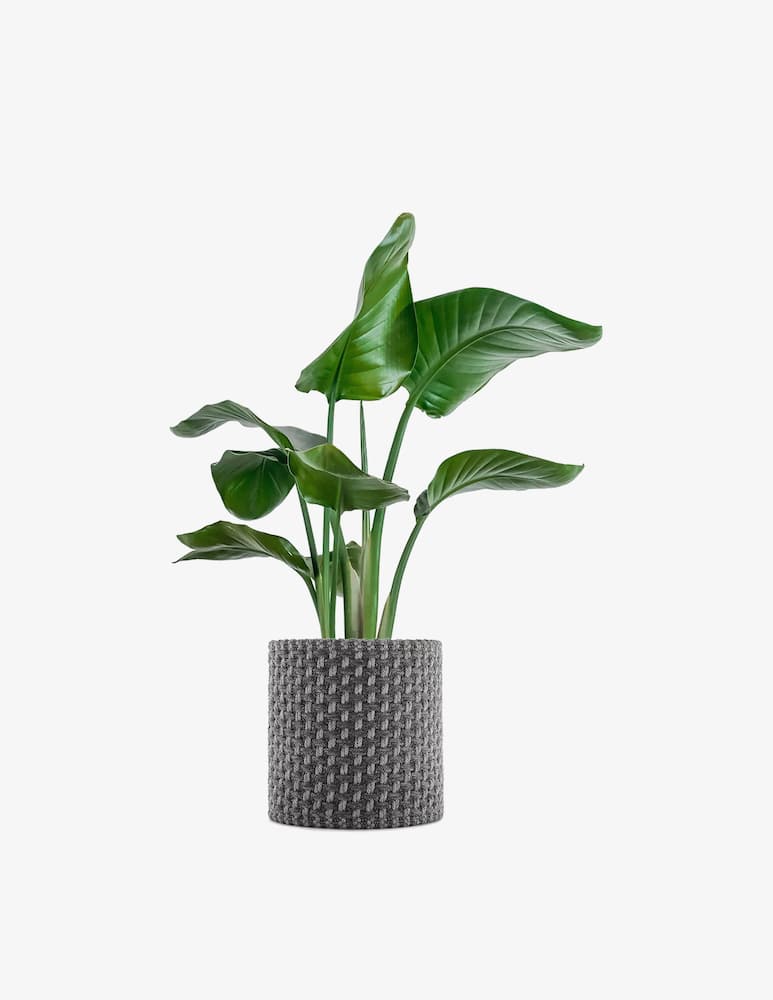 rinascente Kartell Kleo Coprivaso