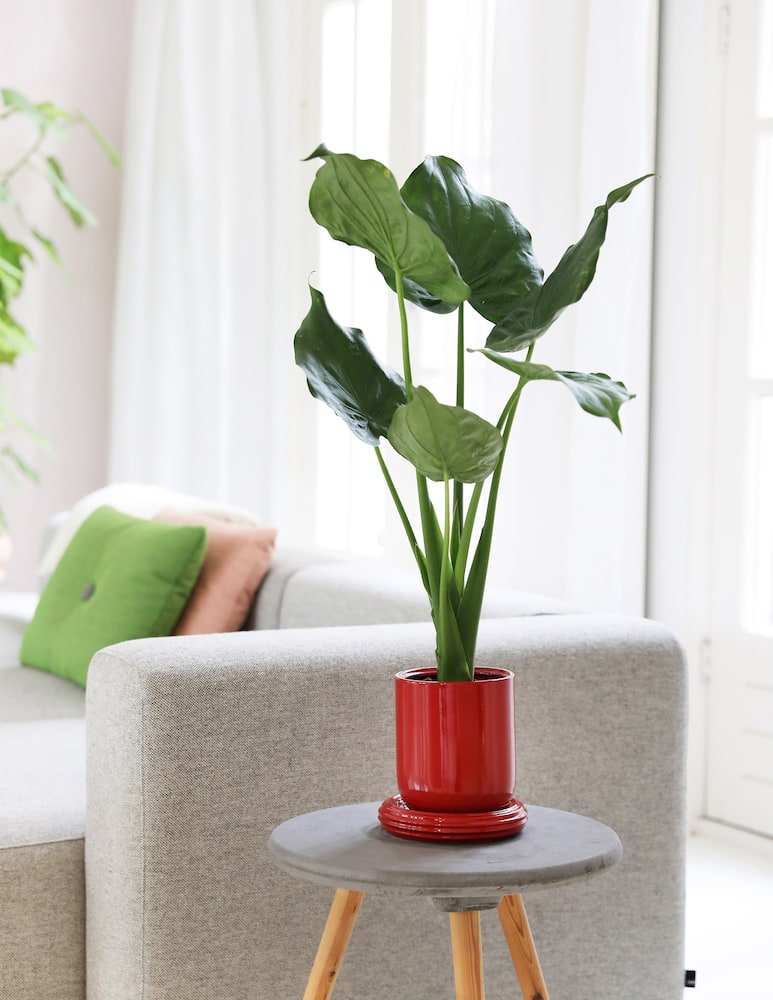 rinascente &klevering Planter churros
